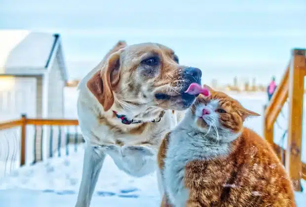 brown and white short coated dog running on snow covered ground during daytime