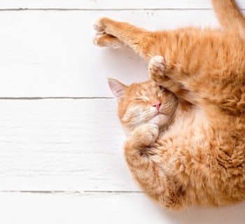 Chats polydactyles : 6 faits fascinants sur ces félins uniques