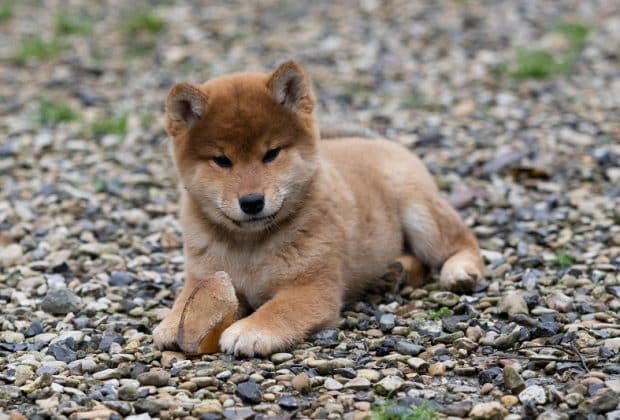 Découverte du Shiba Inu Bébé : Informations clés