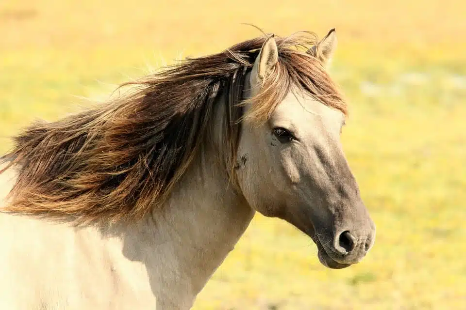 Interprétation onirique que signifie rêver de cheval