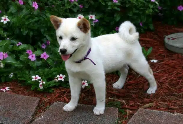 Shiba Inu Blanc : Découverte et caractéristiques de la race