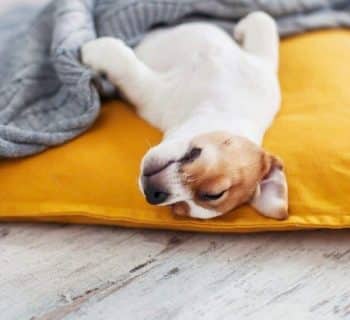 Sommeil du chien : comprendre les besoins de votre animal