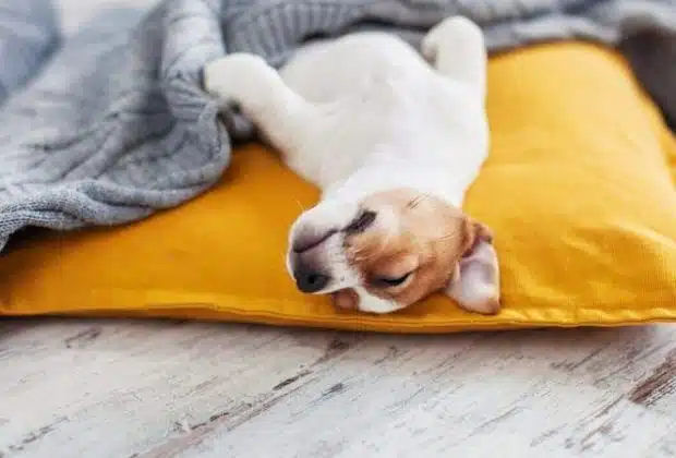 Sommeil du chien : comprendre les besoins de votre animal