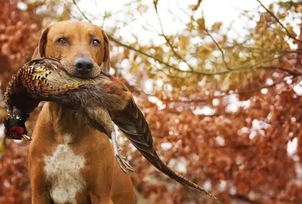 Top des races de chiens d'arrêt pour la chasse : Sélection et caractéristiques