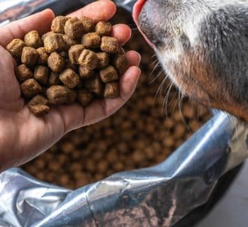 Transition de croquettes : guide pour adapter l'alimentation de votre chien