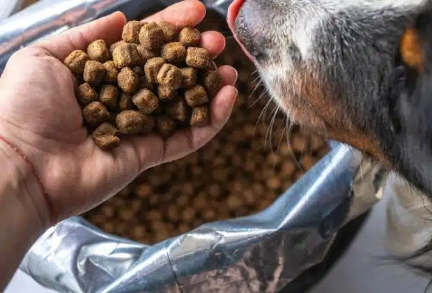 Transition de croquettes : guide pour adapter l'alimentation de votre chien