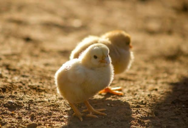 two yellow chicks on ground