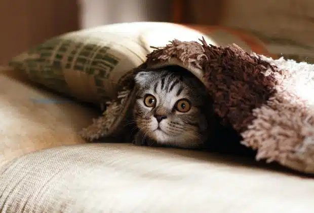 brown Scottish fold in brown thick-pile blanket